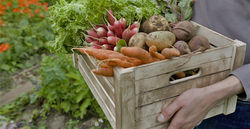 Le panier de légumes