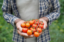 Fresh Tomatoes